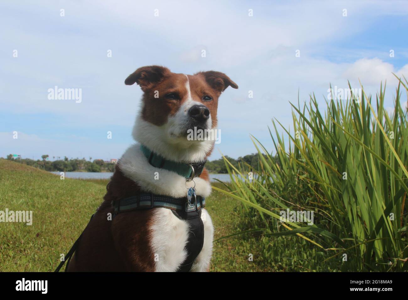Cane felice al parco Foto Stock