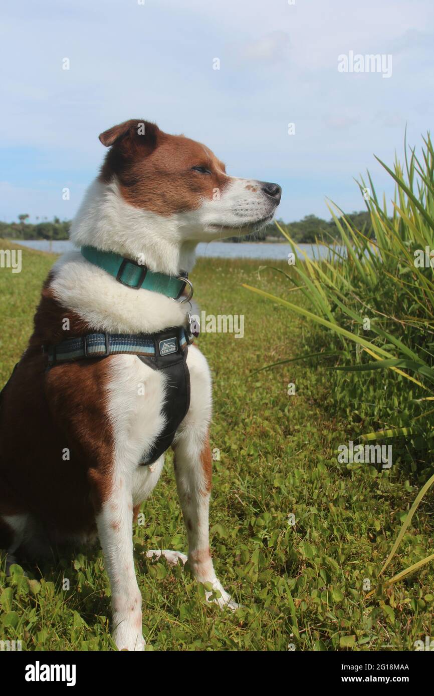 Cane felice al parco Foto Stock