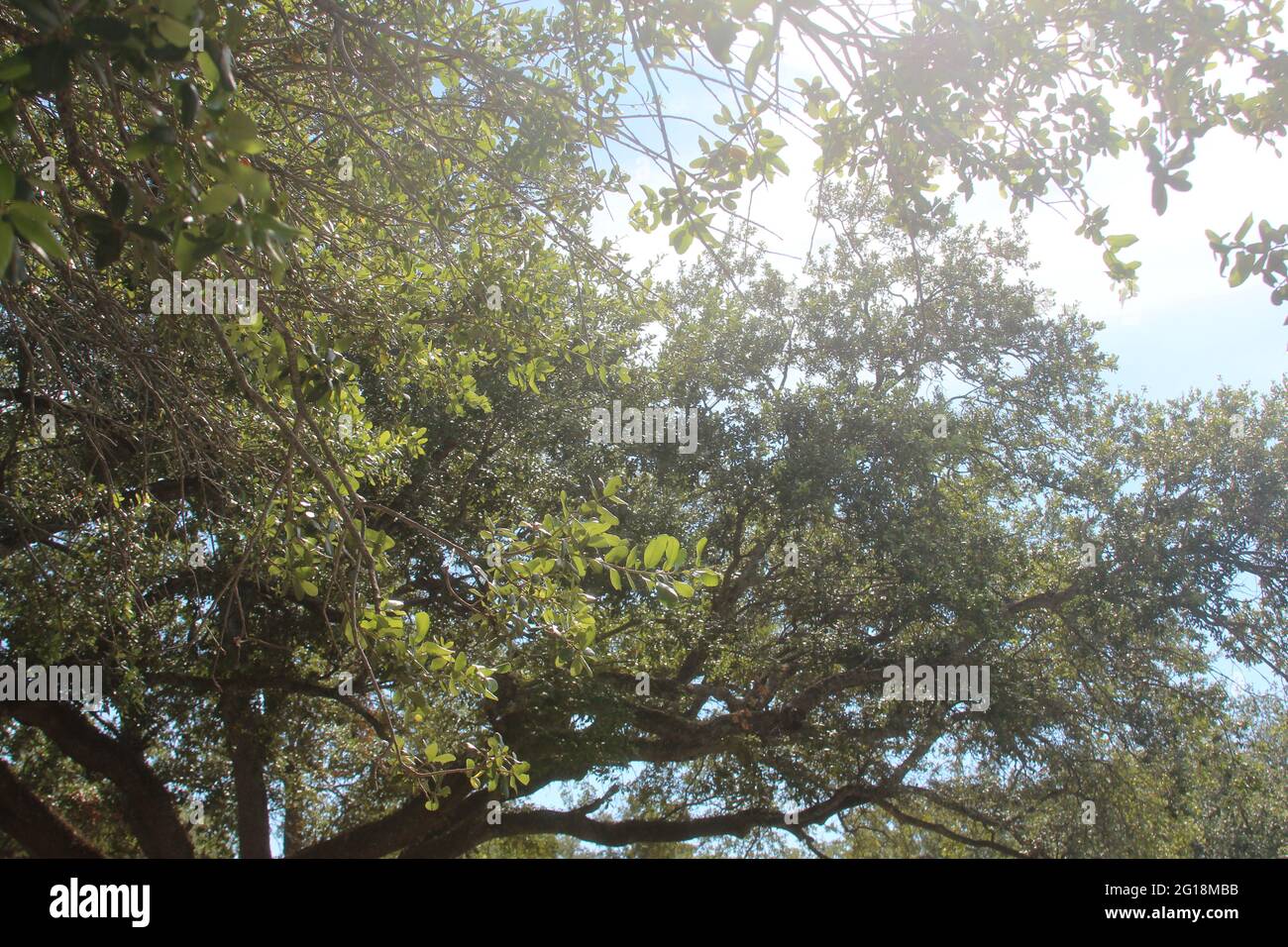 Sole che splende attraverso gli alberi Foto Stock