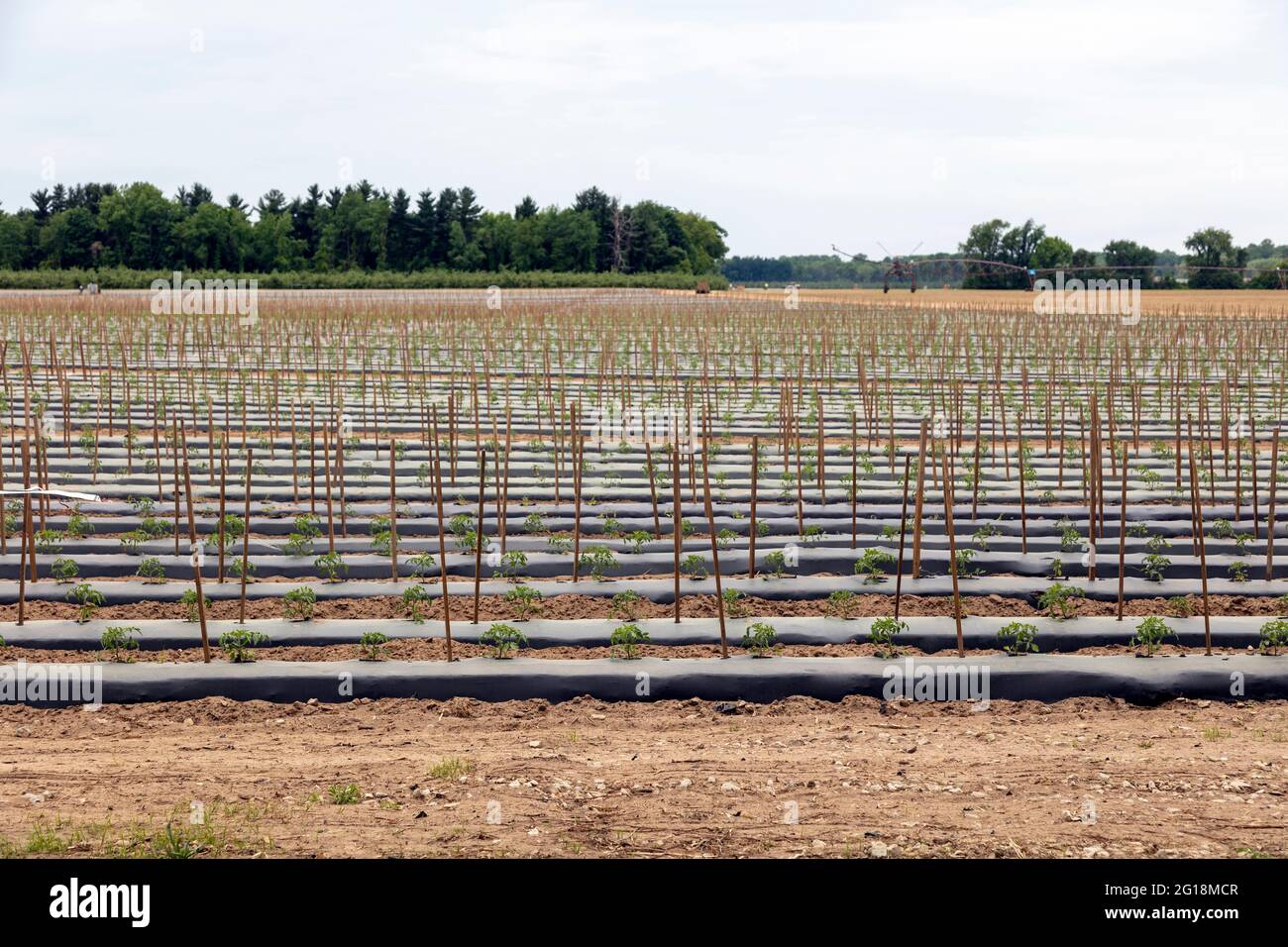 Fattoria commerciale di pomodoro, piantagione estiva, S. Michigan, USA di James D Coppinger/Dembinsky Photo Assoc Foto Stock