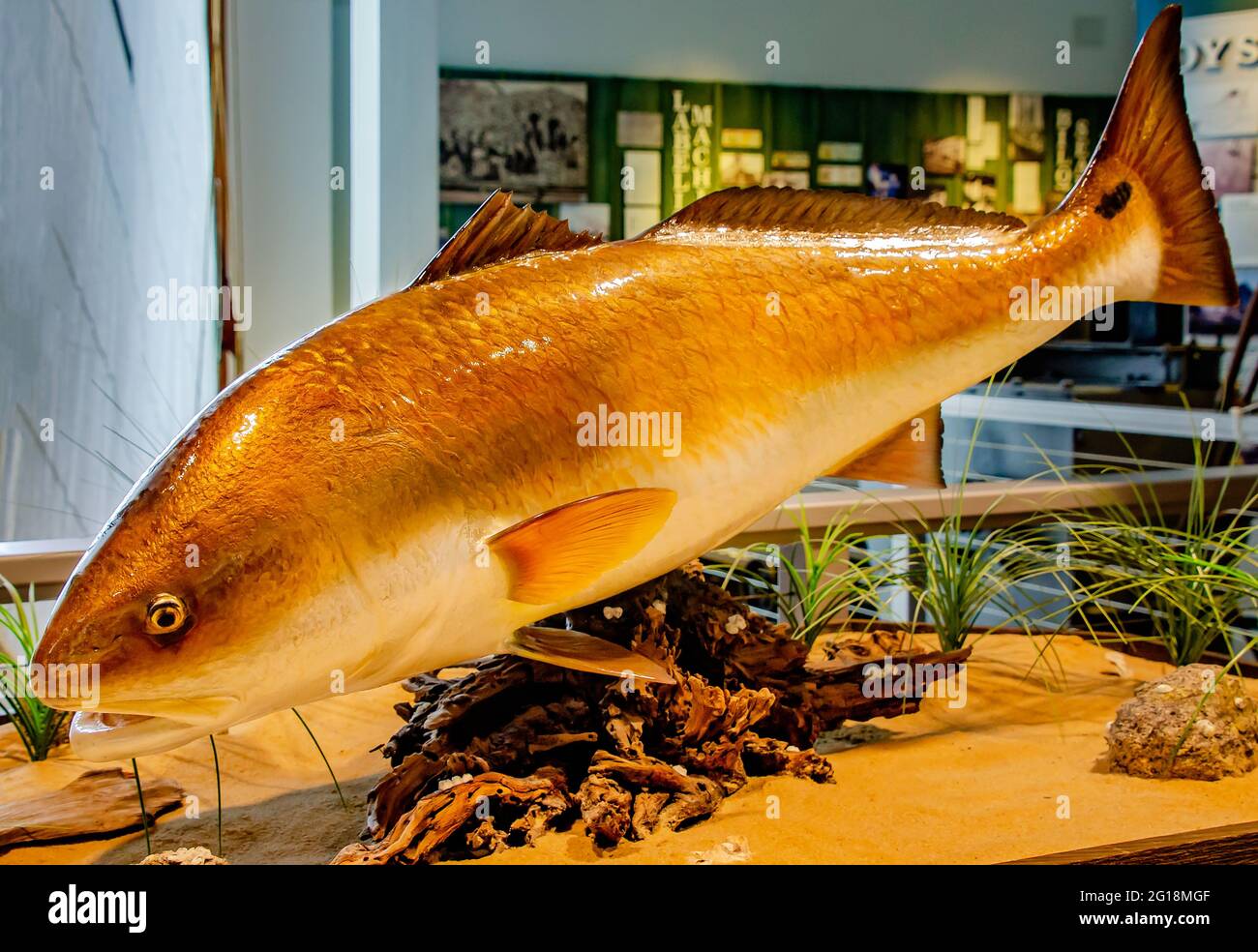 Una scultura di scorfano è esposta al Maritime and Seafood Industry Museum, 29 maggio 2021, a Biloxi, Mississippi. Foto Stock