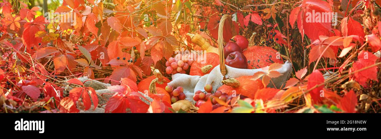 Composizione autunnale con zucche e uva su sfondo di foglie rosse, striscione. Concetto di giorno del Ringraziamento o Halloween con spazio per il testo Foto Stock