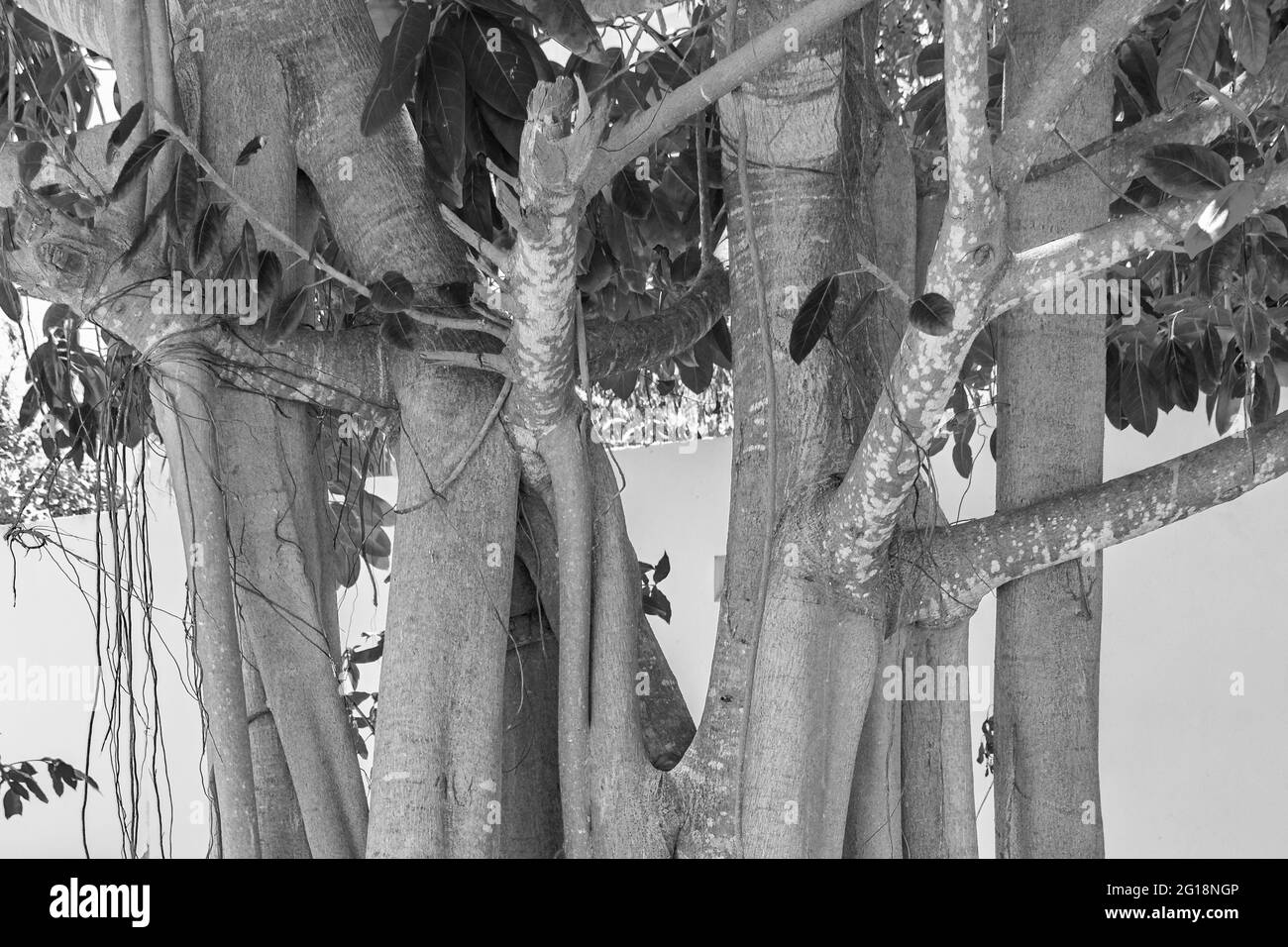 Immagine in bianco e nero di un enorme albero tropicale in sentieri pedonali naturali di Playa del Carmen in Messico. Foto Stock