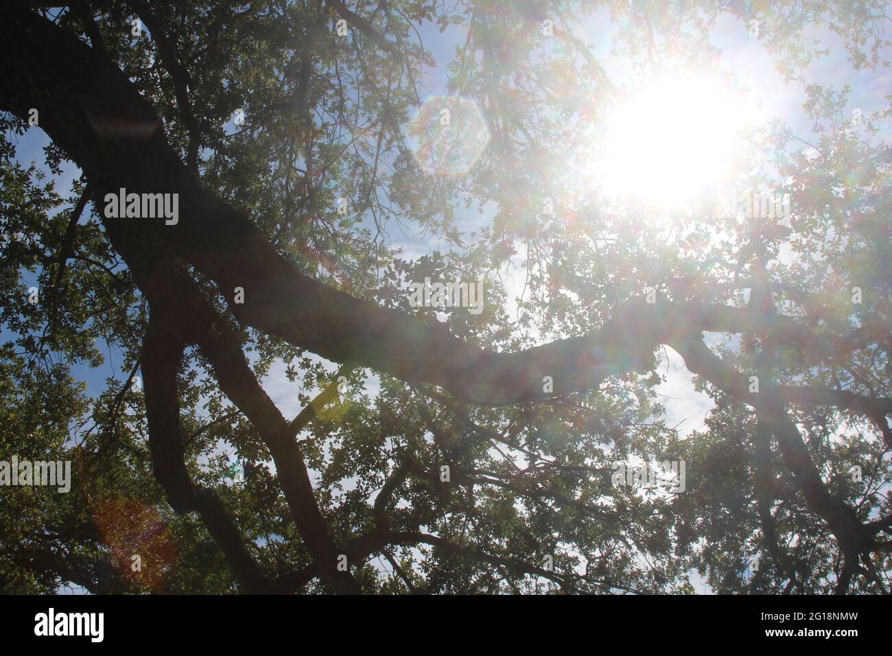 Sole che splende attraverso gli alberi Foto Stock