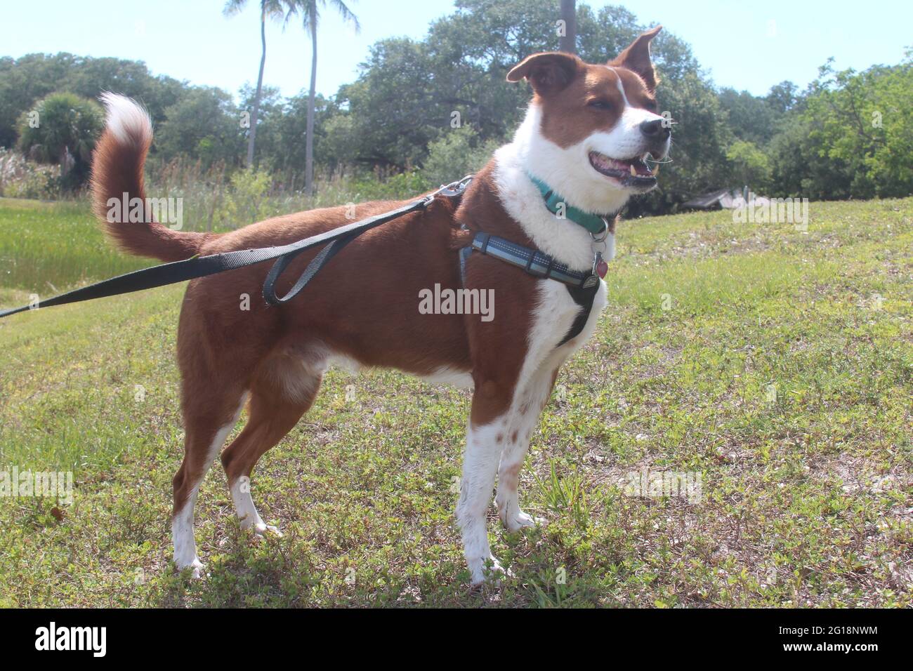 cane nel parco Foto Stock