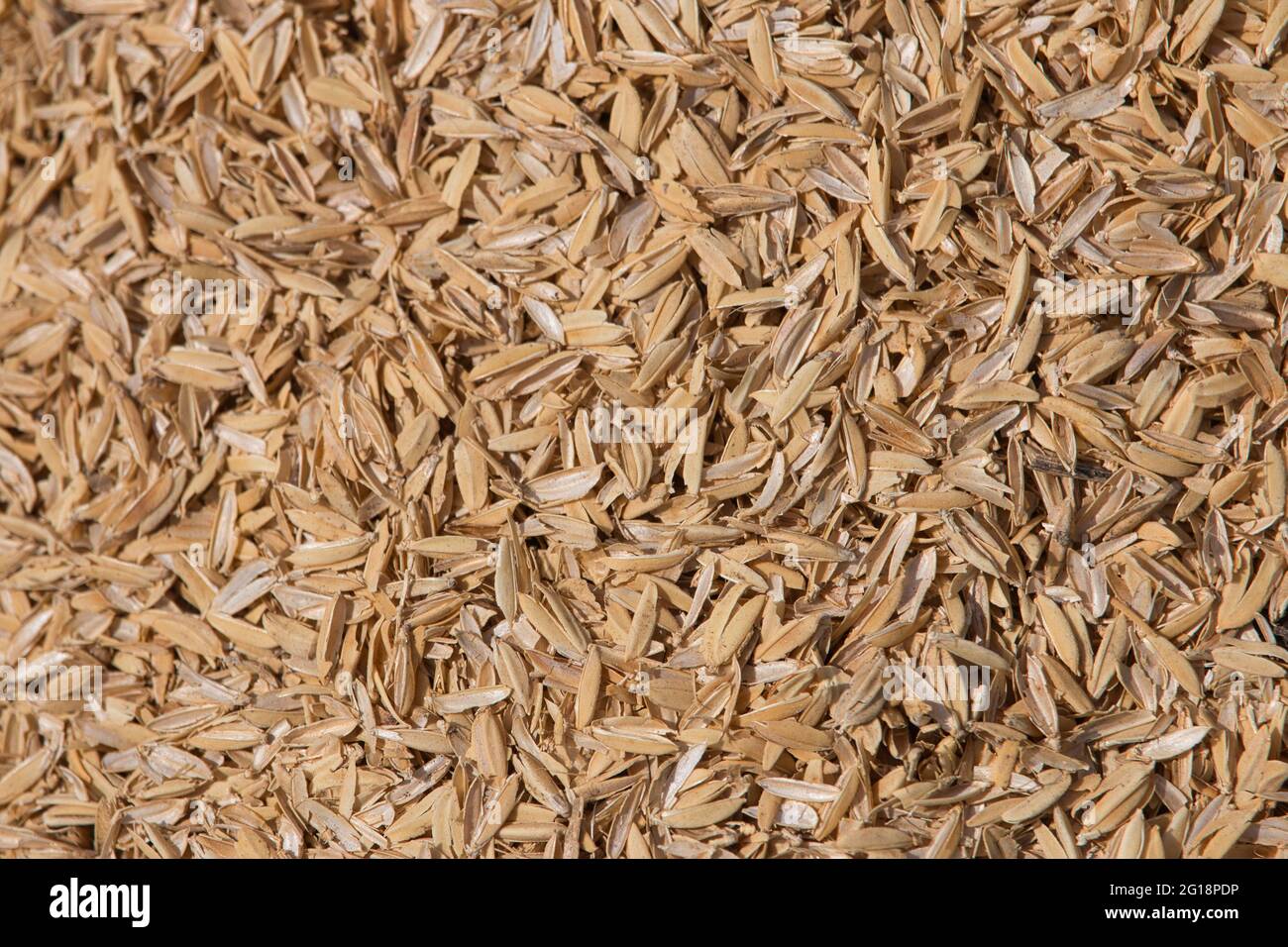 bucce di riso dorate sciolte - telaio completo Foto Stock