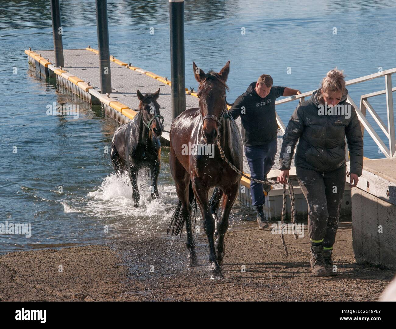 Cavalli bagnati nel Tamar River a Sidmouth, West Tamar, Tasmania, Australia Foto Stock