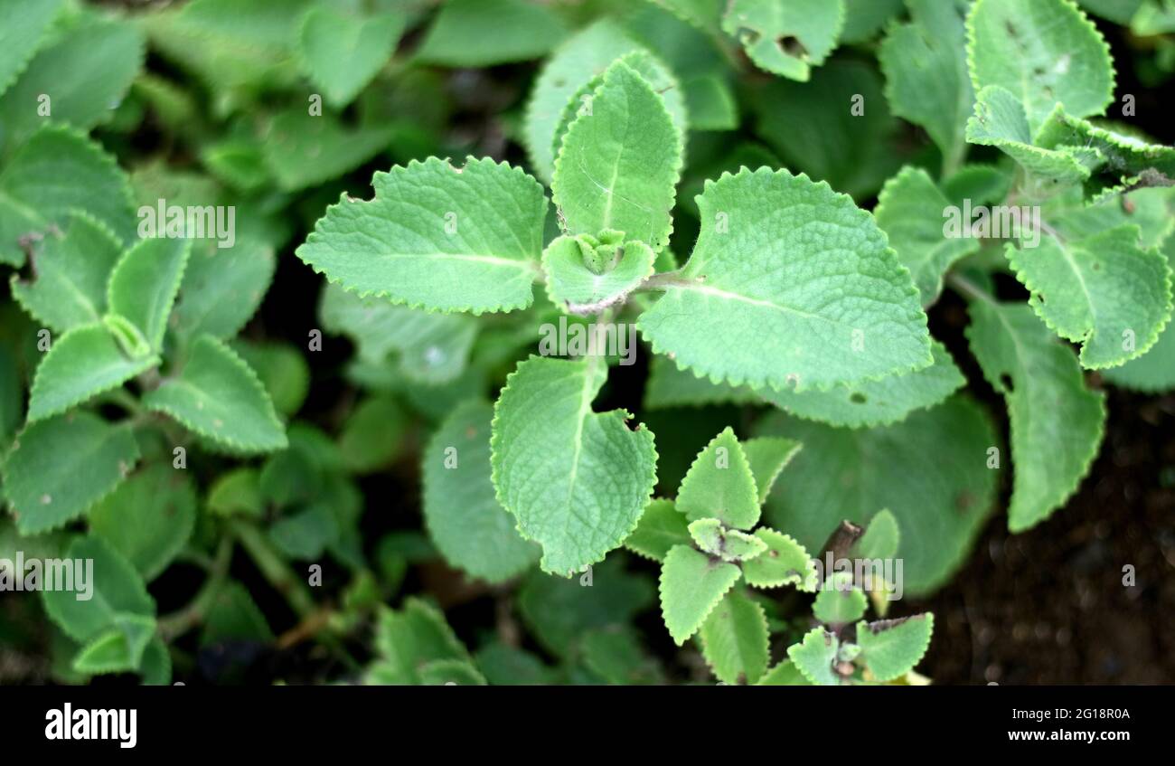 Coleus amboinicus o Country bor pianta in giardino. Chiamato anche zecca messicana o daun jinten. Foto Stock