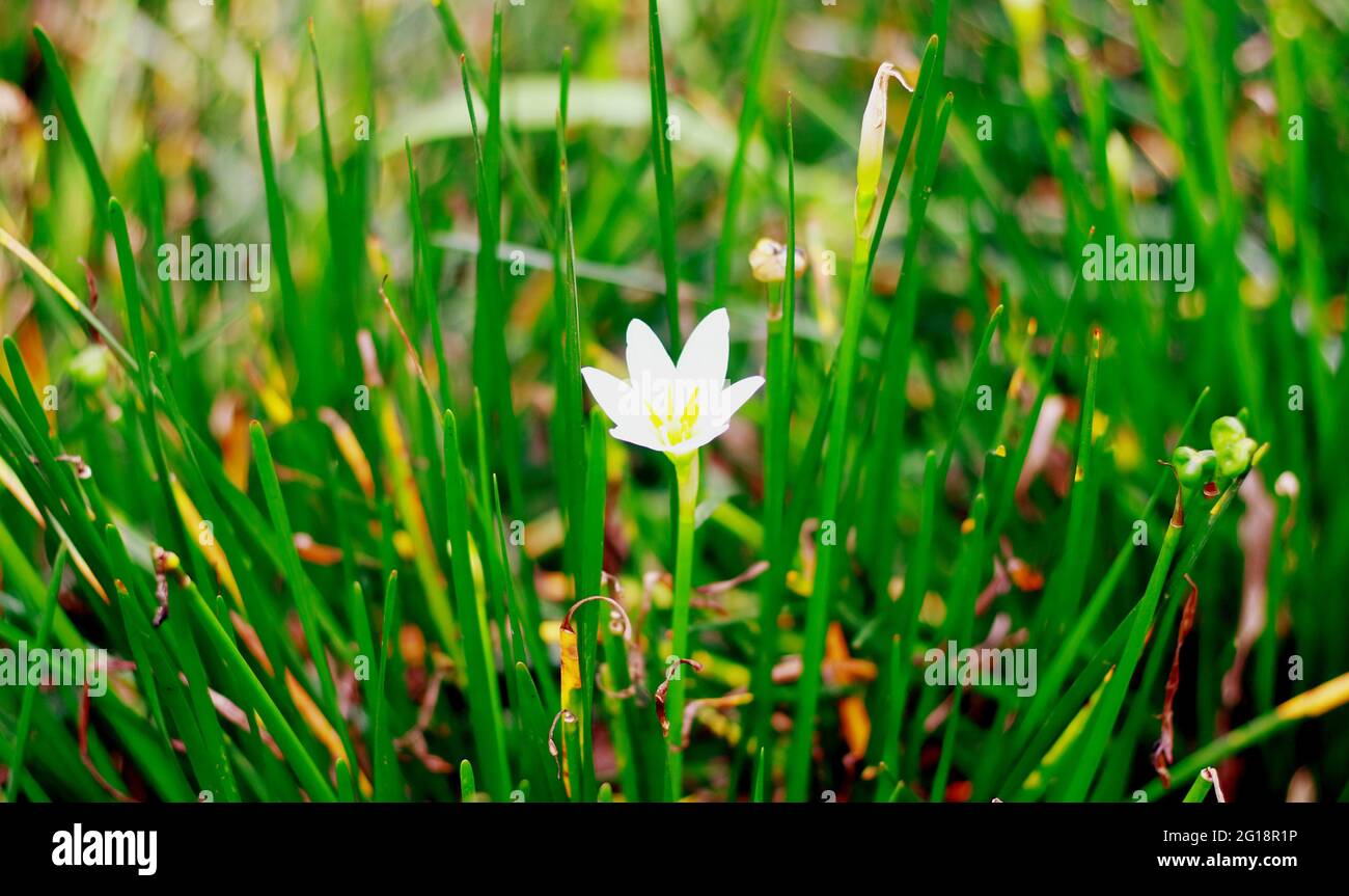 Fiori di vento bianchi o zepiro autunnale in giardino. In Indonesia ha chiamato la cocklat di kembang. Foto Stock