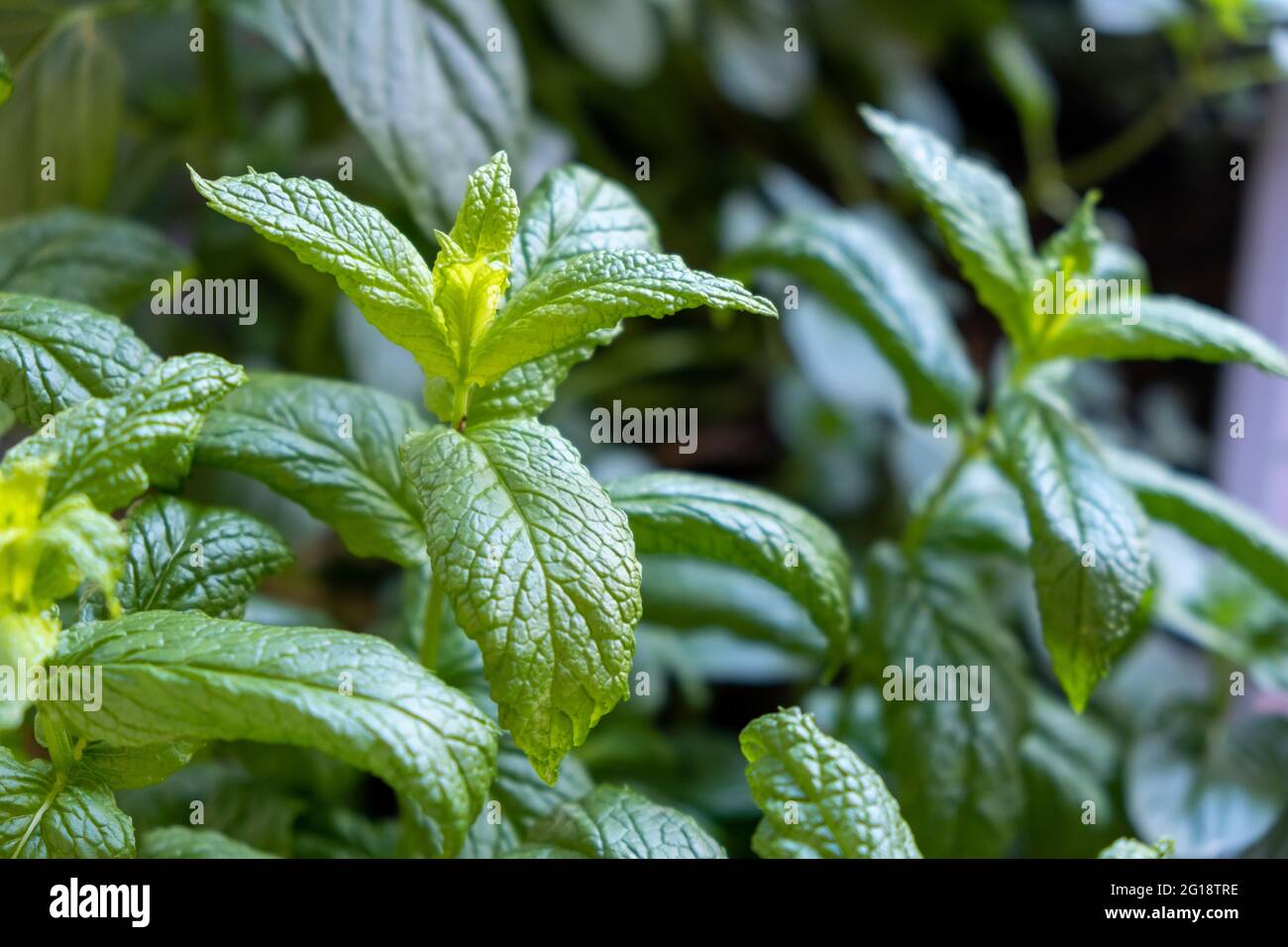 Concetto di pianta di menta verde fresca. Mentha spicata, giardino, comune, agnello, menta sgombro pianta verde aromatica pianta sana pianta perenne olio essenziale per muscl Foto Stock