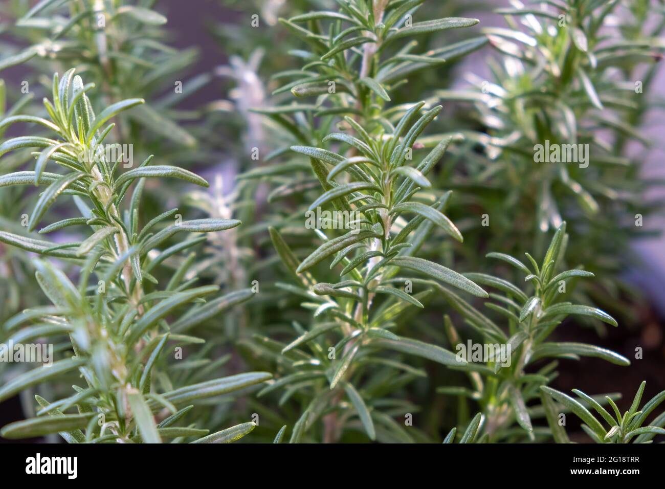 Rosmarino fresco arbusto sfondo. Salvia rosmarinus pianta aromatica erba sana con ago come foglie. Aromaterapia, medicina alternativa. Foto Stock