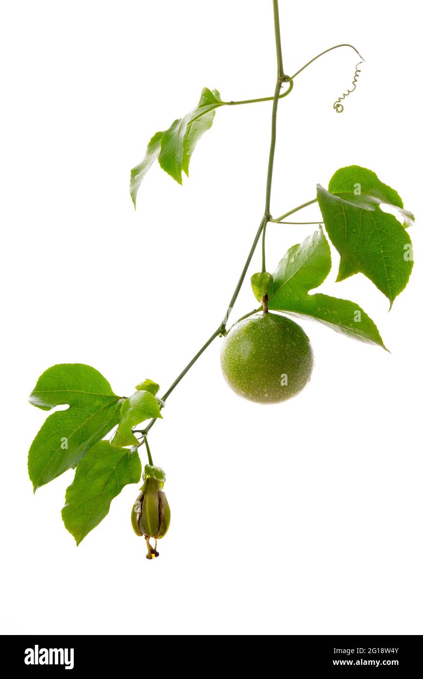 Verde Passione frutta su vite con fondo bianco, isolato Foto Stock