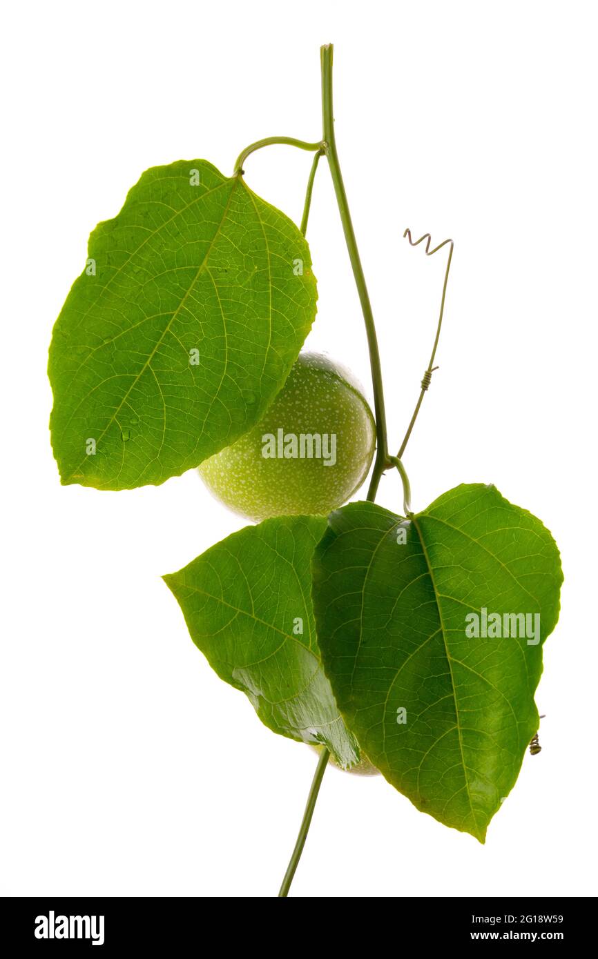 Verde Passione frutta su vite con fondo bianco, isolato Foto Stock