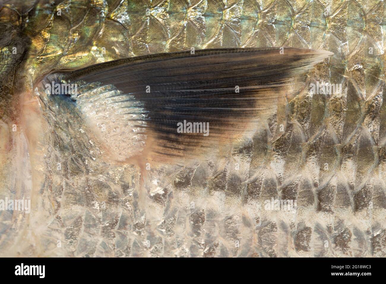 Acqua dolce pesce-Rohu o pinne di pesce Rui, chioseup isolato su sfondo bianco testurizzato Foto Stock