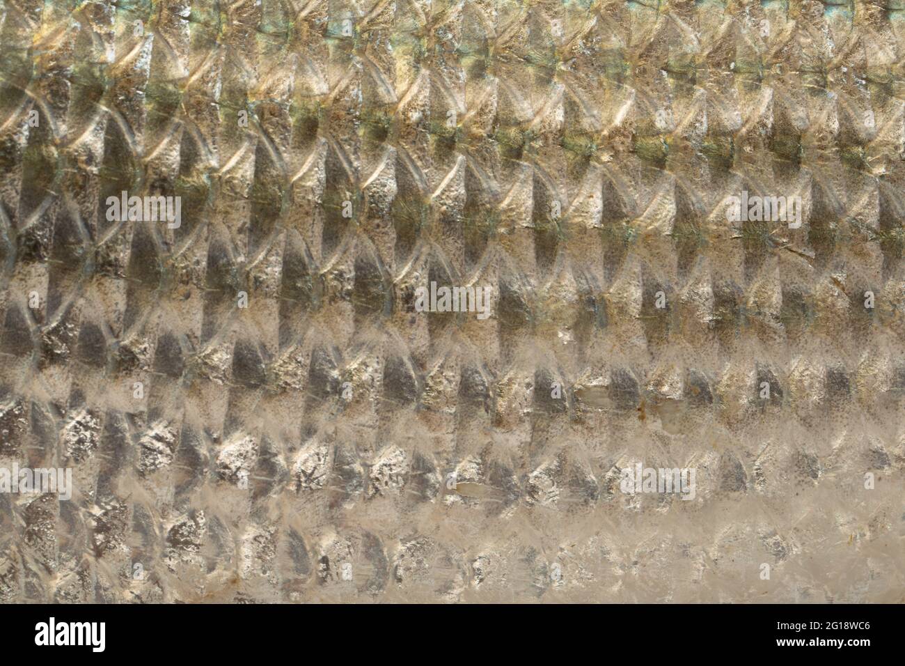 Pesce d'acqua dolce-Rohu o Rui, isolato su fondo testurizzato bianco Foto Stock