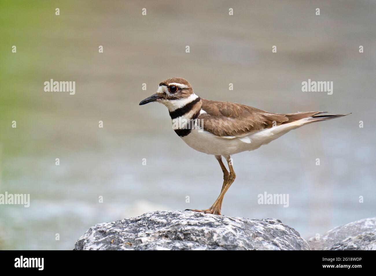Killdaer, (Charadrius vociferus), uccello Foto Stock