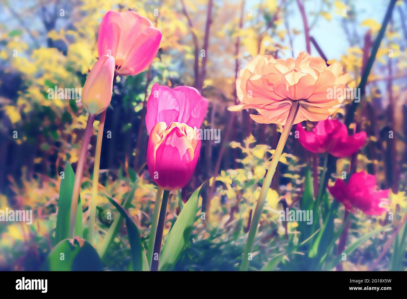 Vibrante e colorato mare di ​​tulips in estate - colorata famiglia di fiori viola nel Parco Gruga nel Nord Reno-Westfalia. Foto Stock