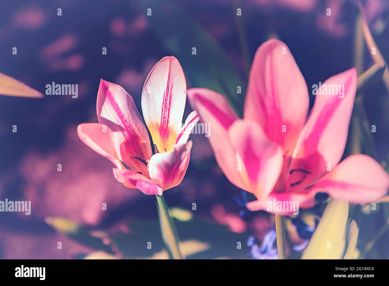 Primo piano suggestivo di un tulipano nel colorato mare di ​​tulips a Grugapark Essen - fiorisce nella luce e il sole nel parco. Foto Stock