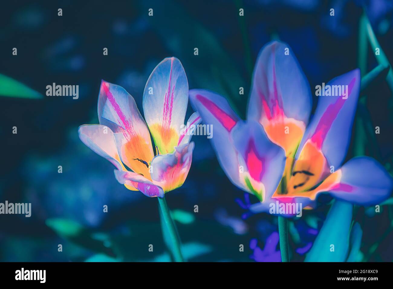 Primo piano suggestivo di un tulipano nel colorato mare di ​​tulips a Grugapark Essen - fiorisce nella luce e il sole nel parco. Foto Stock