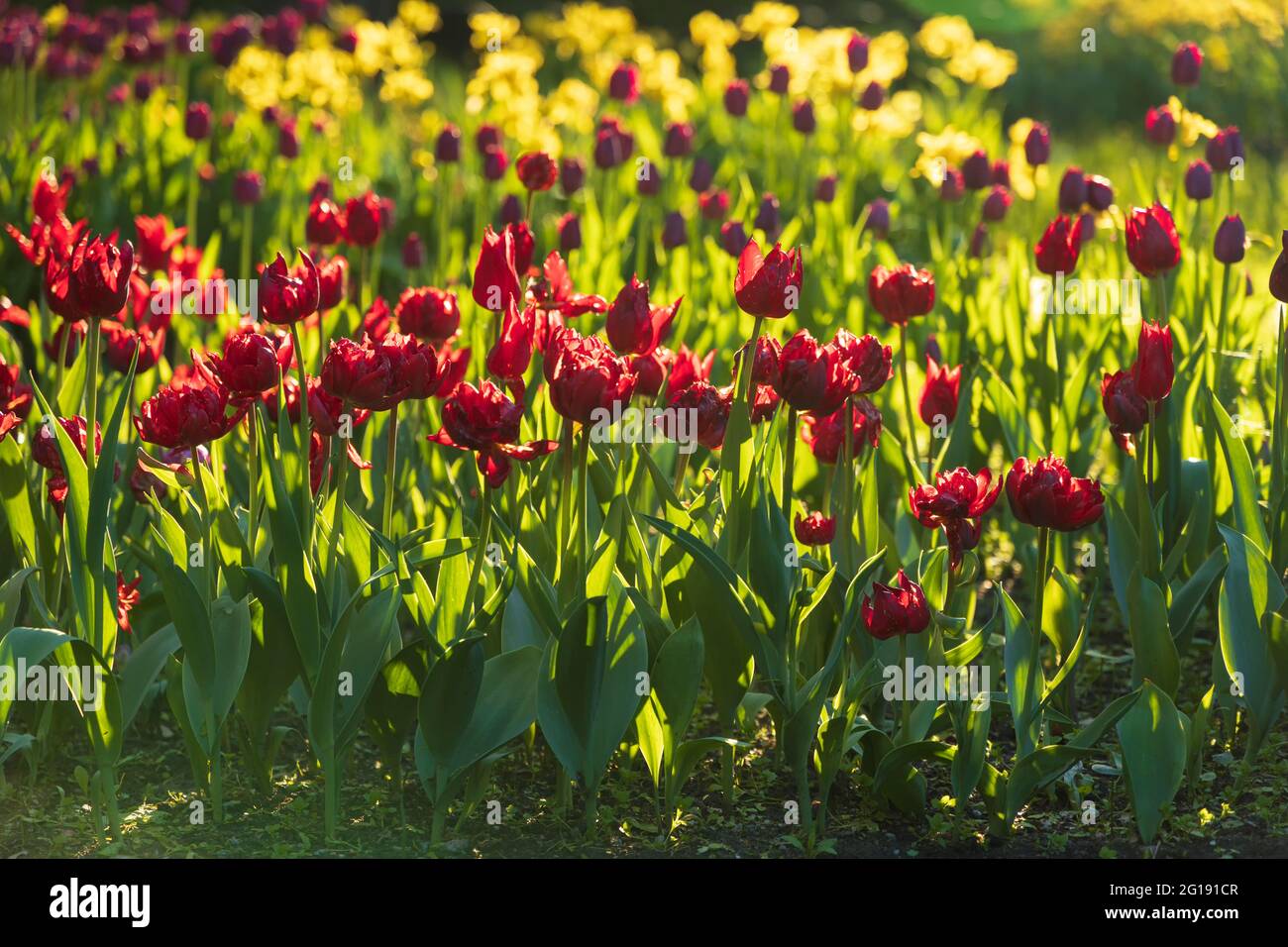 Tulipani rossi alla luce del sole della sera con un bel bokeh di fiori gialli Foto Stock
