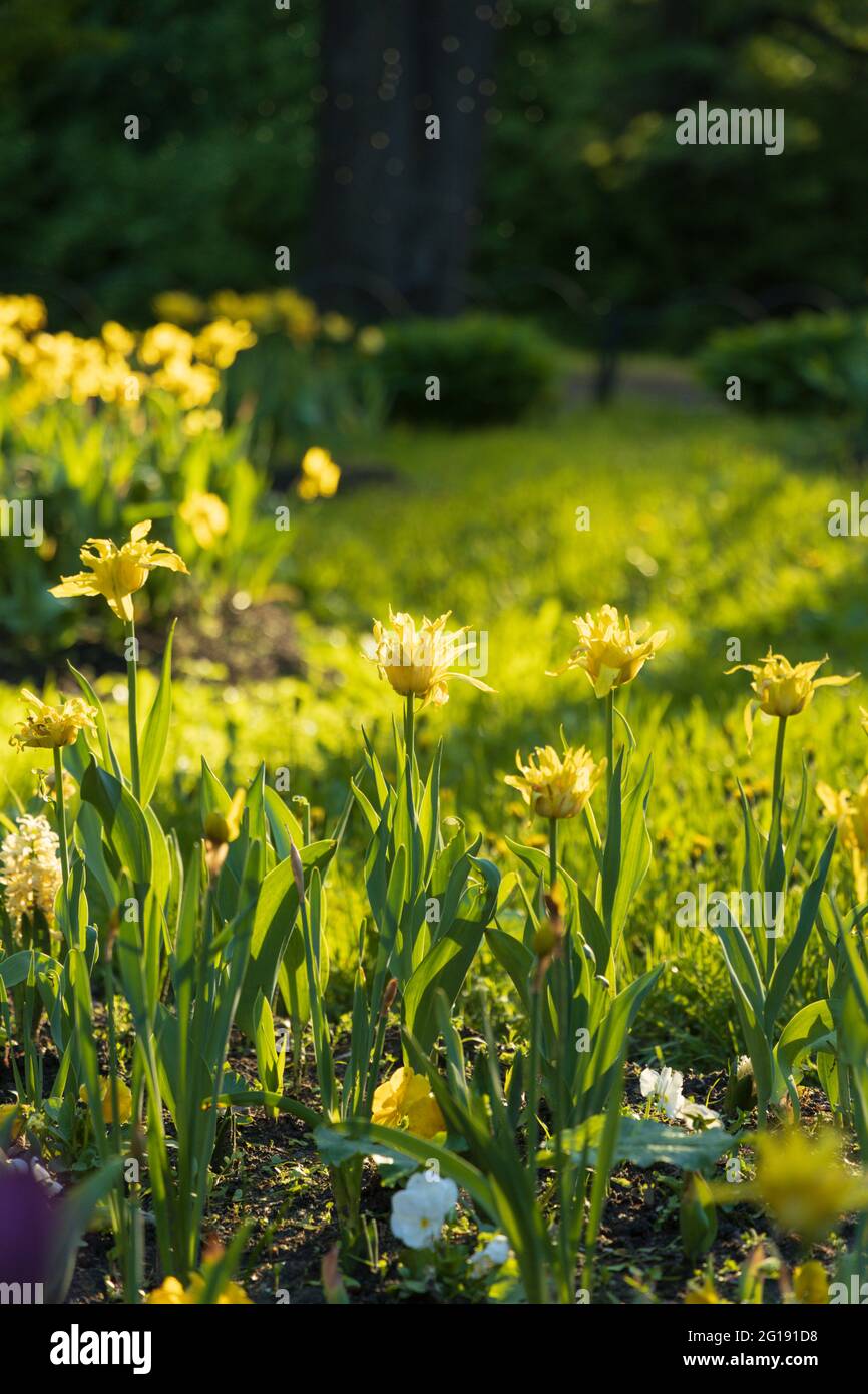 Tulipani gialli sul prato in serata luce solare orientamento verticale Foto Stock