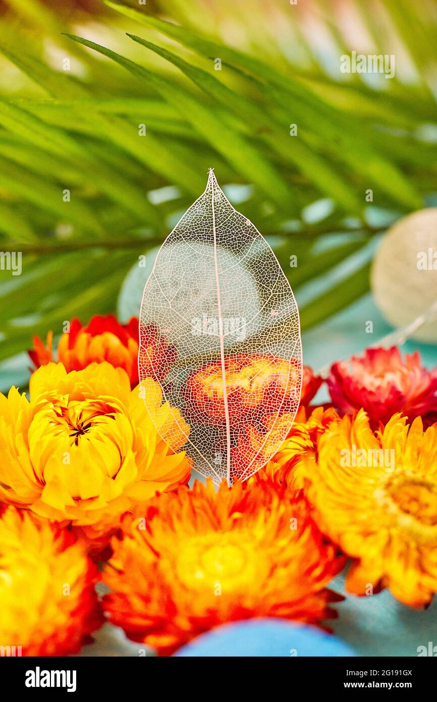 Concetto di natura. Biglietto d'auguri floreale. Colorato fiore sfondo primavera, natura trendy Design decorativo. Foto Stock