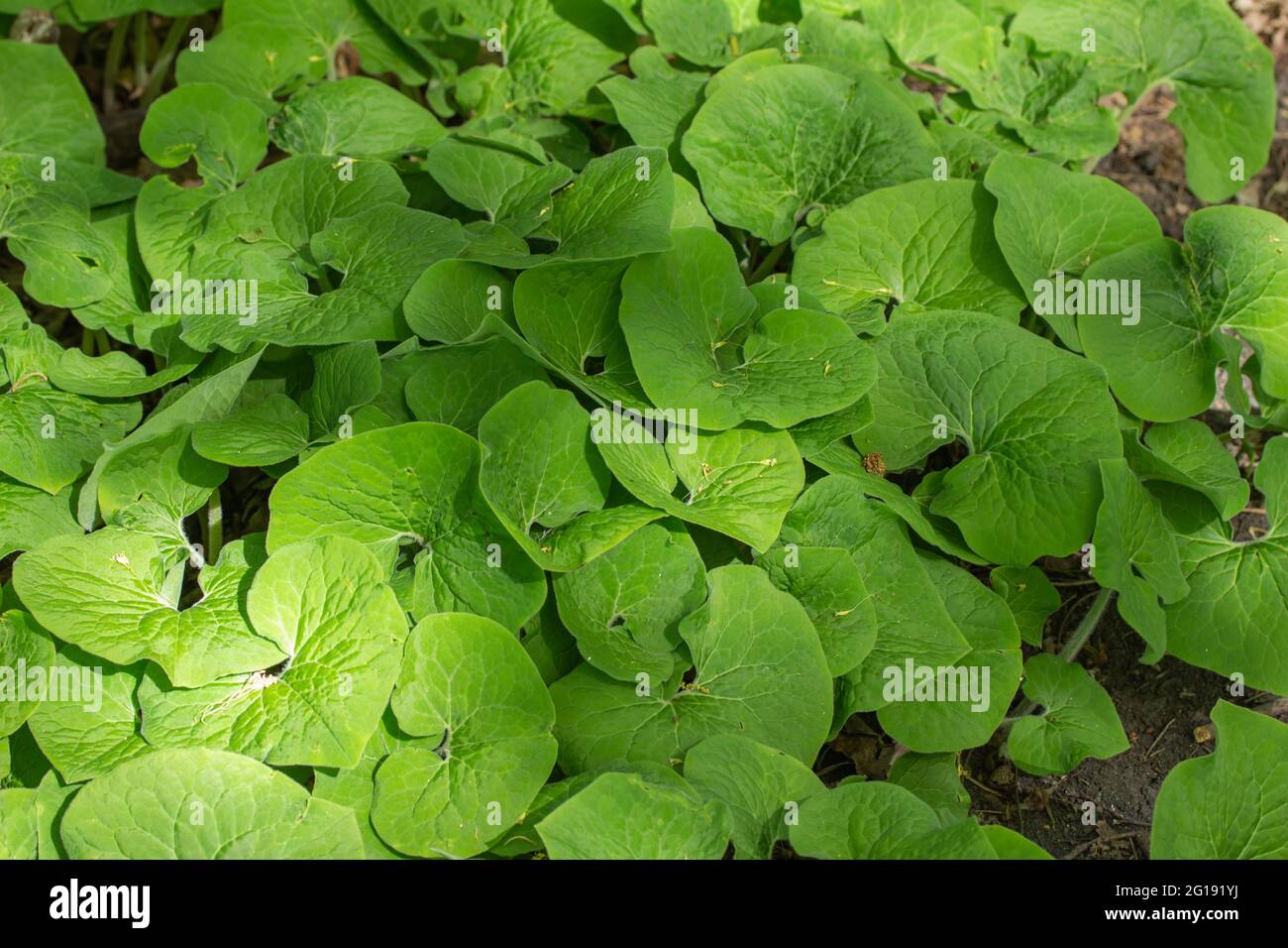 Struttura a telaio pieno sfondo vista di un cerotto di incolto Canada zenzero selvaggio (Asarum canadense) piante, che crescono nel suo ambiente nativo bosco Foto Stock