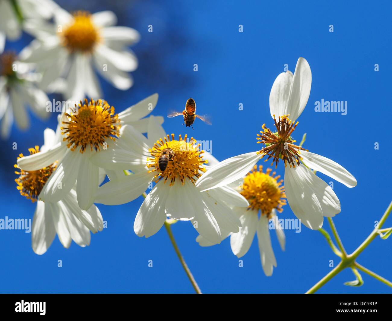 Natura, api sui fiori bianchi dell'albero Daisy che si stagliano contro il cielo blu, raccogliendo polline per la produzione di miele, una che vola a testa in giù nell'aria Foto Stock