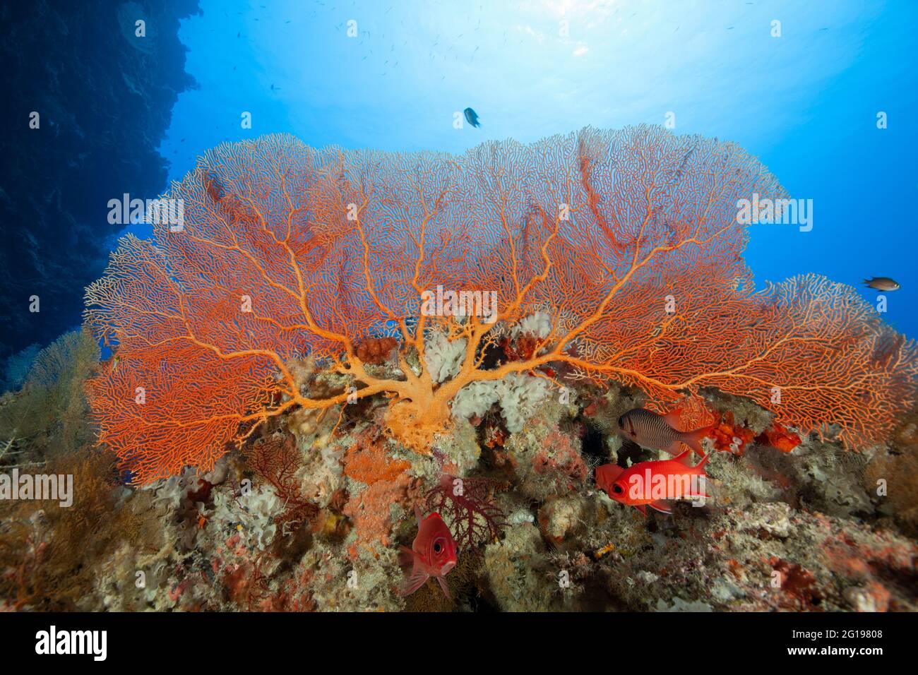 Pesci soldierfani sotto il ventilatore del mare, Annella mollis, parete di Siaes, Micronesia, Palau Foto Stock