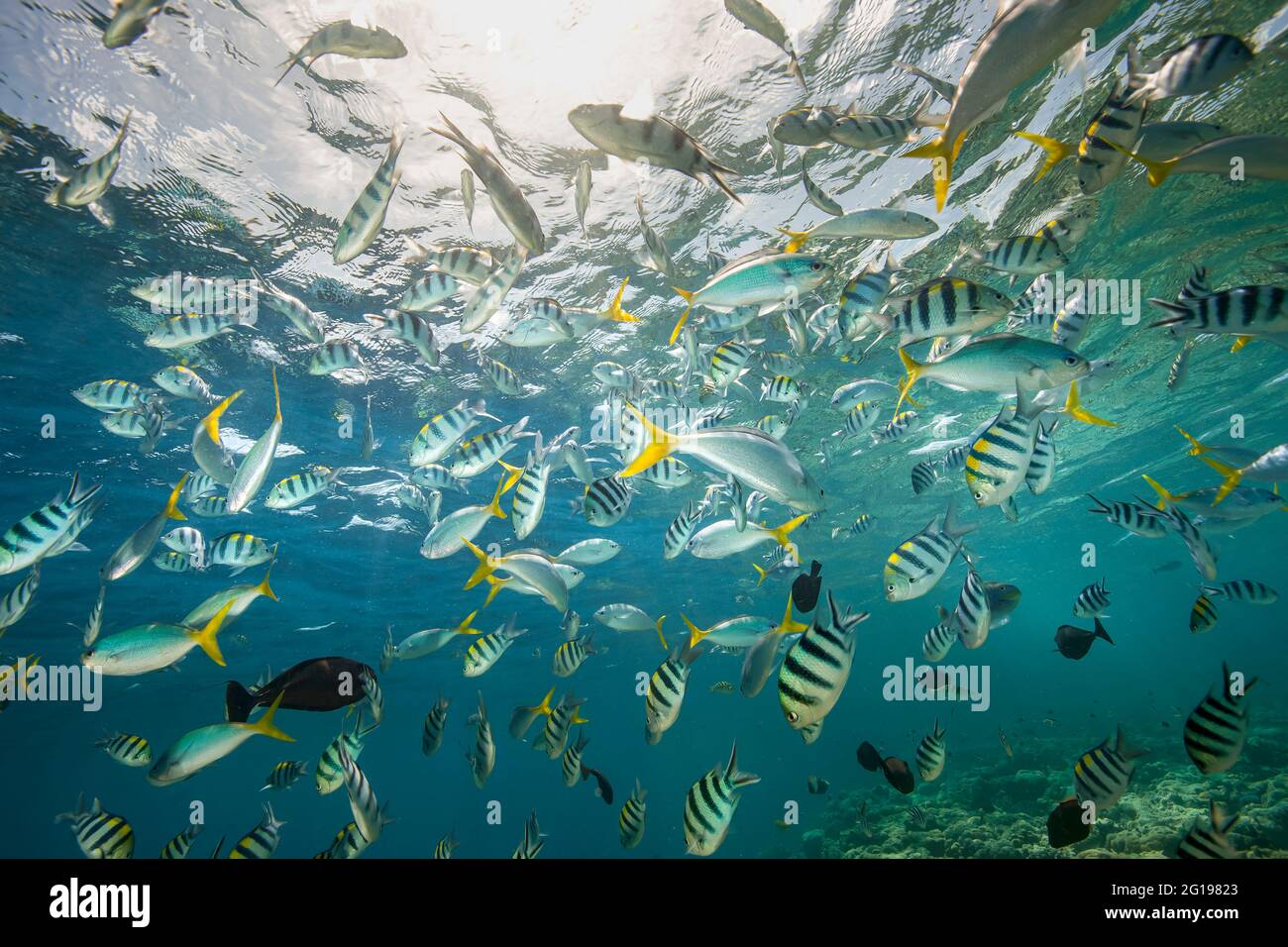 In banchi di corallo, pesci, Micronesia, Palau Foto Stock