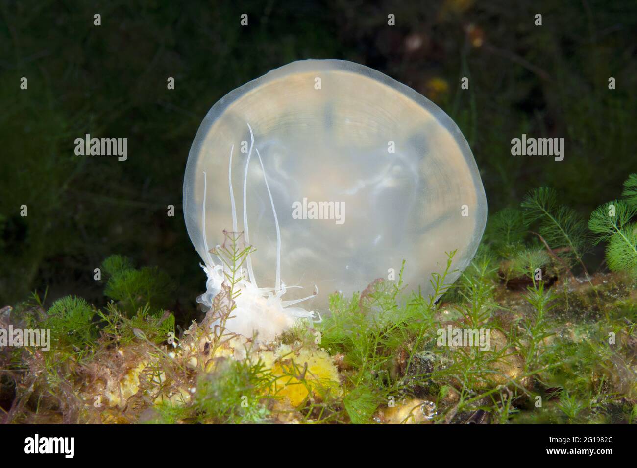 Anemone nutrire meduse, Entacmaea medusivora, Mastigias papua etpisonii, Jellyfish Lake, Micronesia, Palau Foto Stock