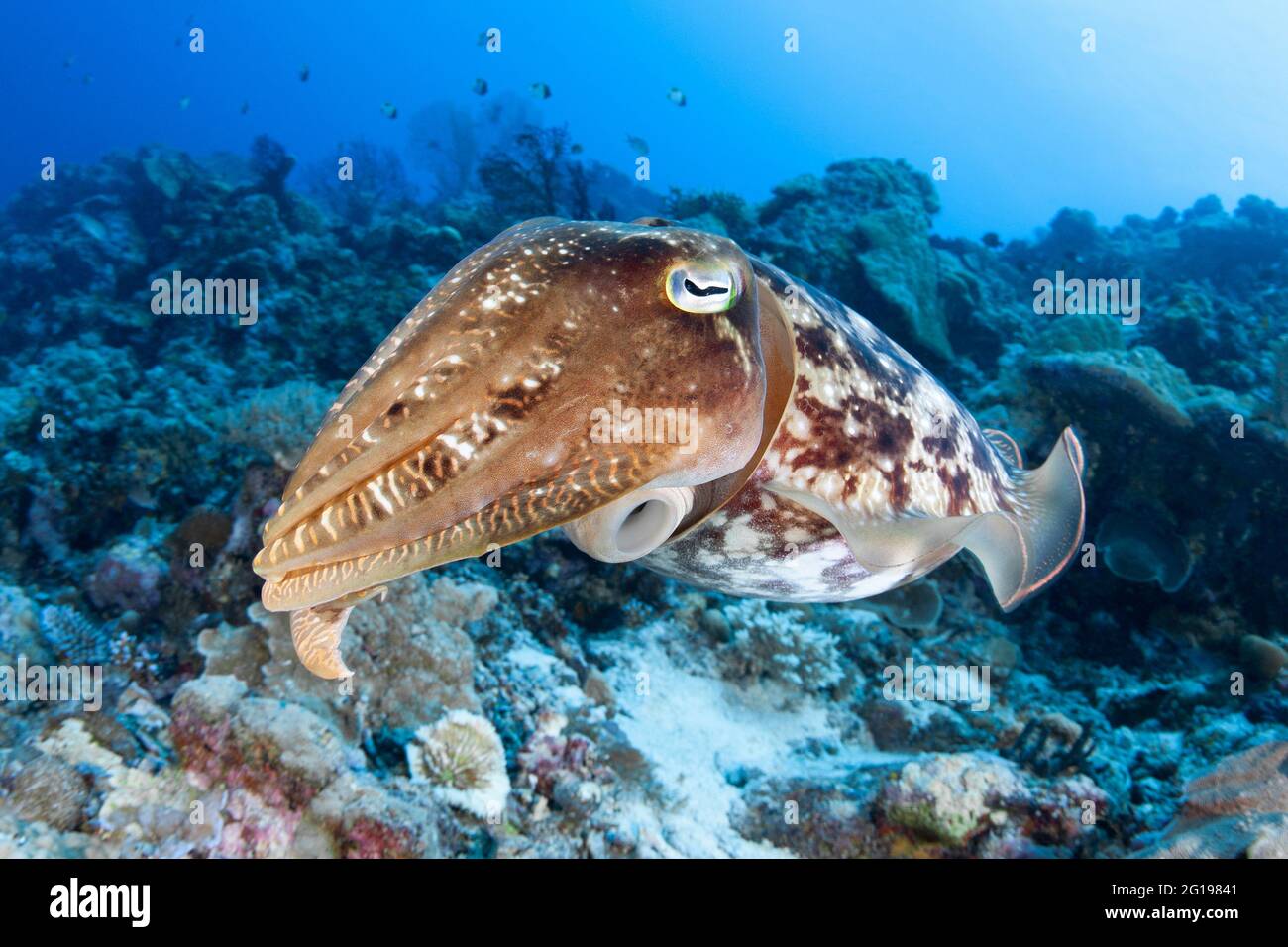 Broadclub Le Seppie Sepia latimanus, Micronesia, Palau Foto Stock