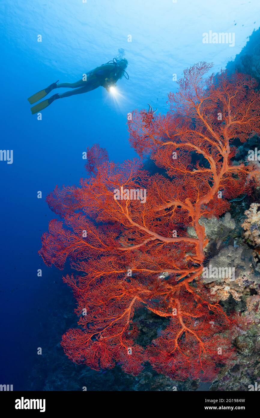 Sub e Sea Fan, Melithaea, Peleliu Wall, Micronesia, Palau Foto Stock