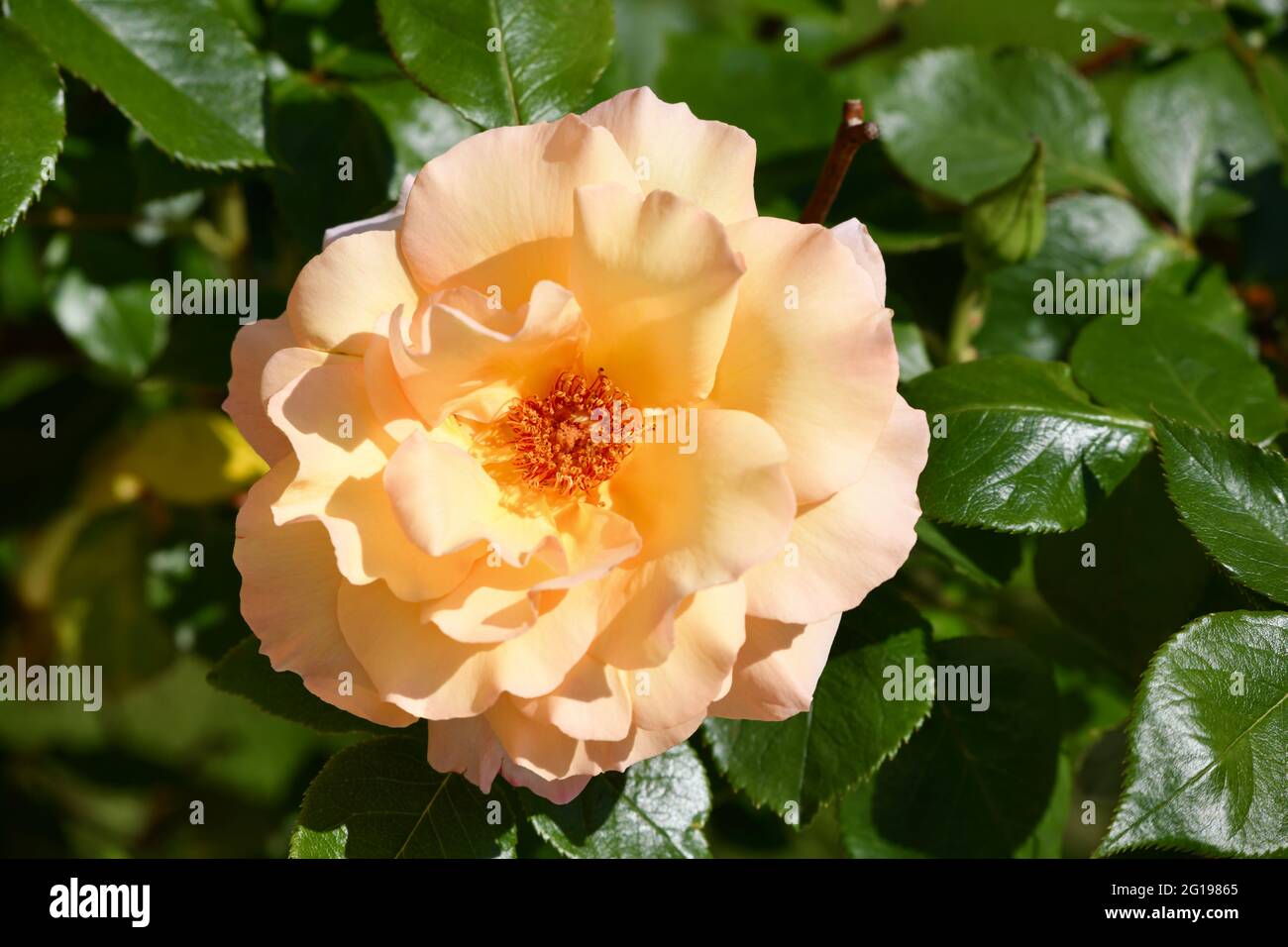 wunderschöne, einzelne orange färbige Rosenblüte - rosa - gegen das grüne Blätterwerk nach einem regenguss Foto Stock