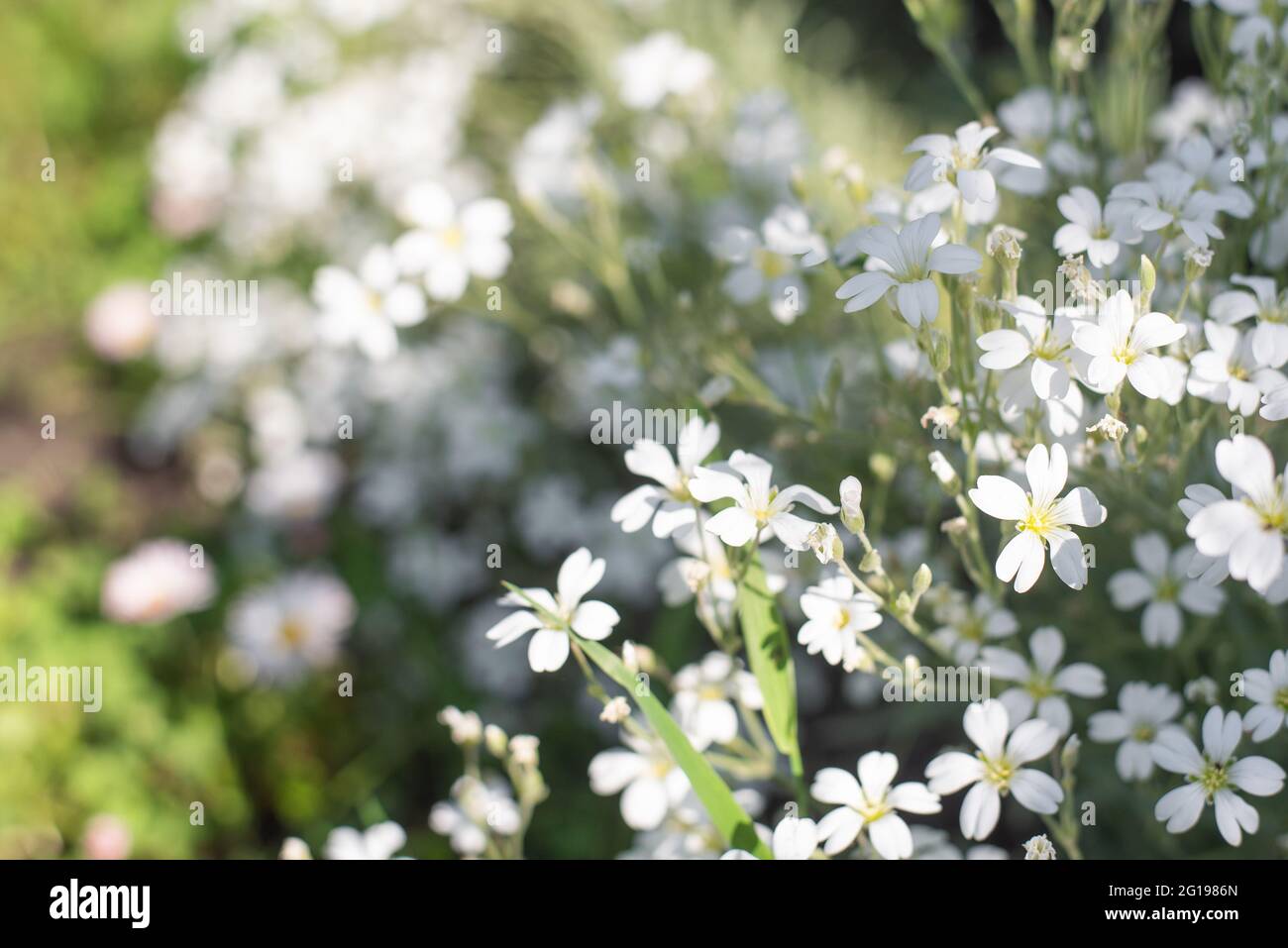 Fiori bianchi di Cerastium tomentosum con spazio di copia Foto Stock