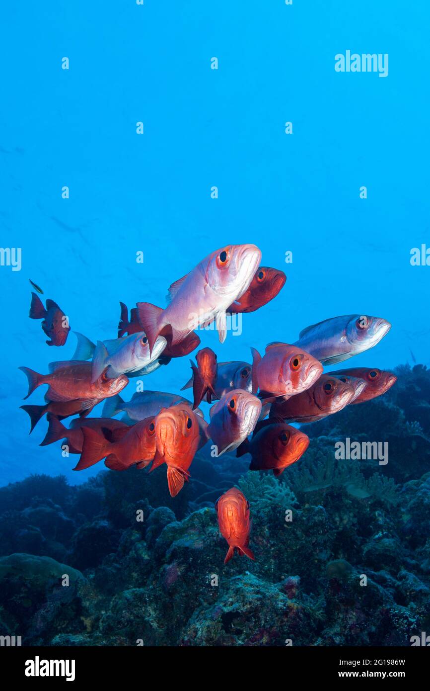 Red Crescent-coda di tonno obeso, Priacanthus hamrur, angolo blu, Micronesia, Palau Foto Stock