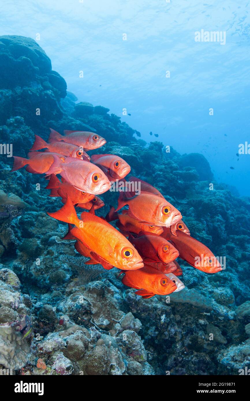 Red Crescent-coda di tonno obeso, Priacanthus hamrur, angolo blu, Micronesia, Palau Foto Stock