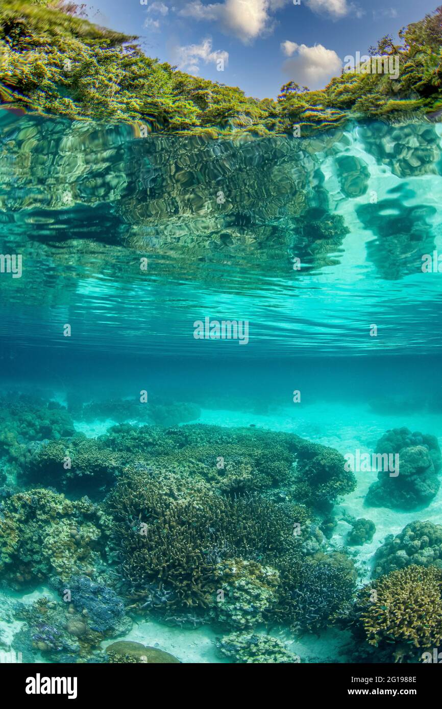 Rock Islands, Risong Bay, Micronesia, Palau Foto Stock