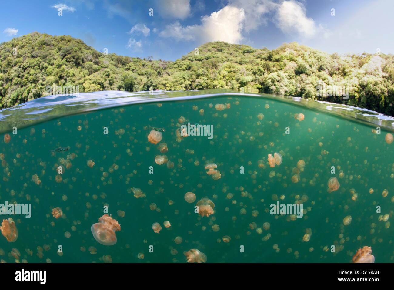 Meduse nel lago marino, Mastigias papua etpisonii, Jellyfish Lake, Micronesia, Palau Foto Stock
