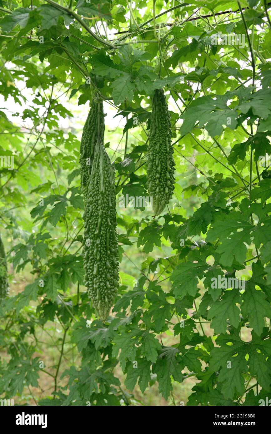 Primo piano Green Bitter Gourd campo di verdure fresche. Foto Stock