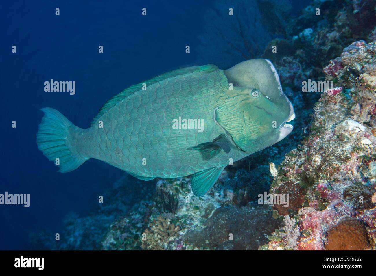 Bumphhead Parrotfish, Bolbometopon muricatum, Blue Corner, Micronesia, Palau Foto Stock