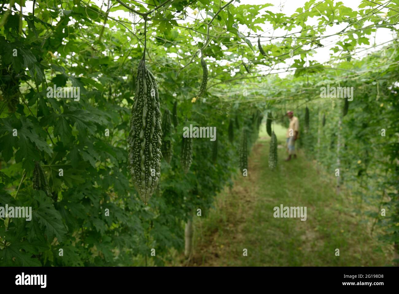 Primo piano Green Bitter Gourd campo di verdure fresche. Foto Stock