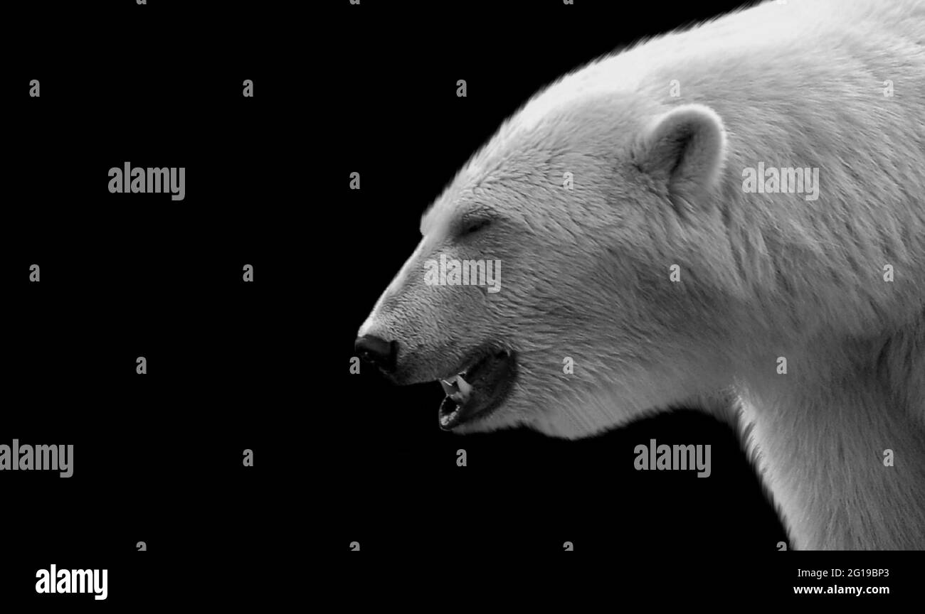 Cute bianco orso polare faccia divertente in nero sfondo Foto Stock