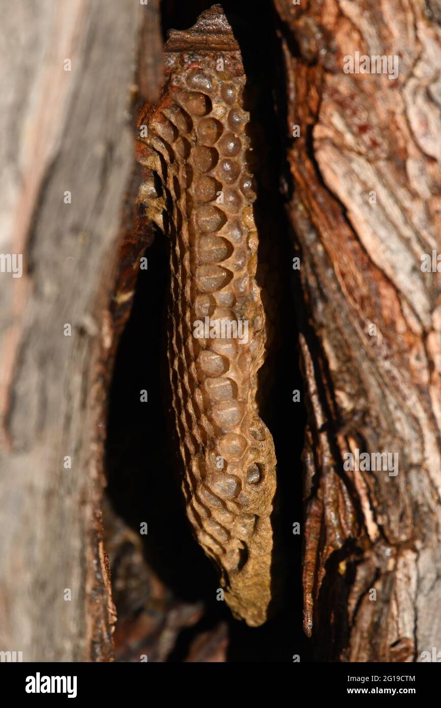 Un piccolo nido d'ape all'interno di una cavità naturale formata all'interno di un tronco d'albero, la superficie dorata del nido d'ape chiaramente a fuoco Foto Stock