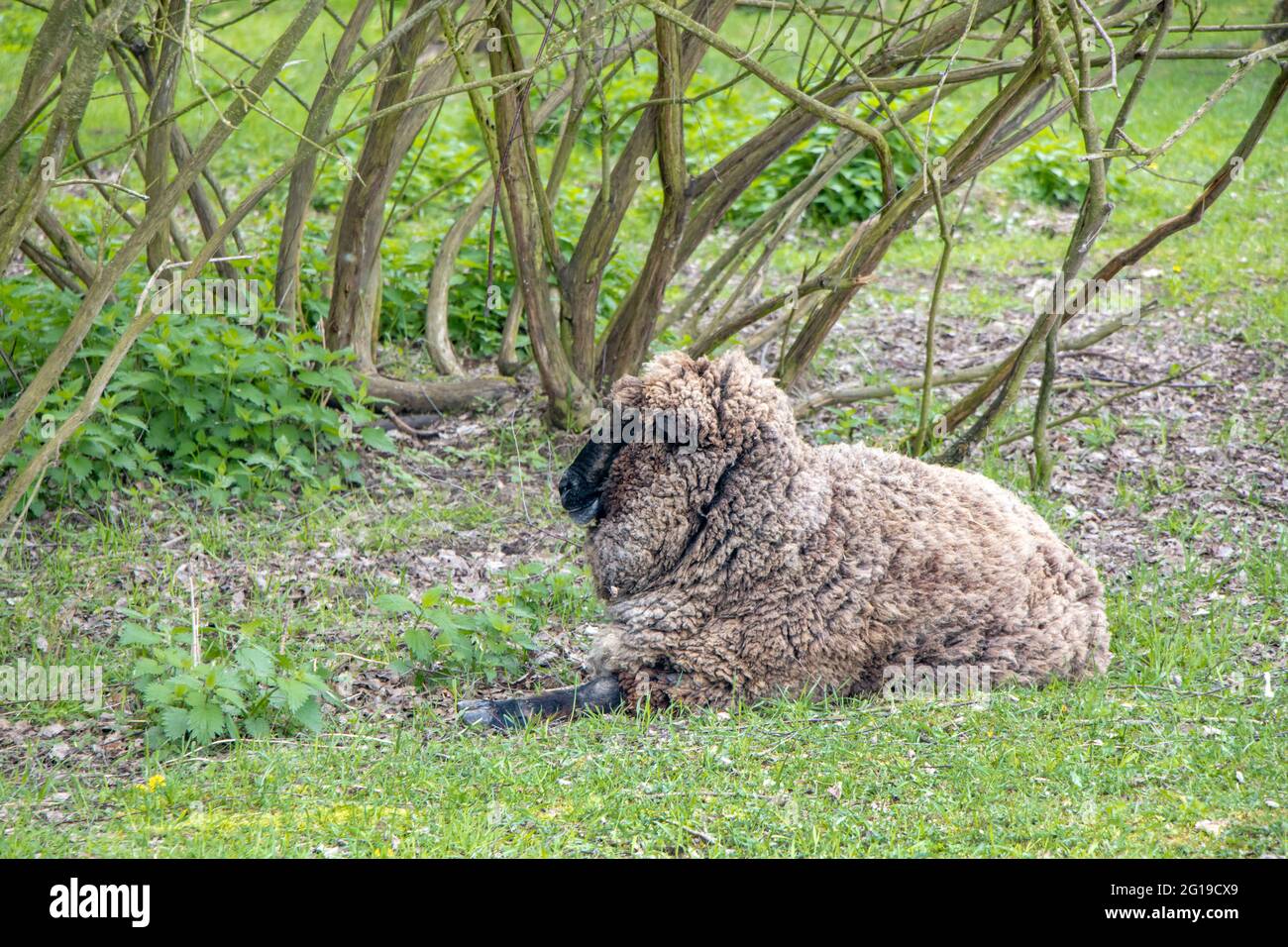 Una pecora shaggy che giace nell'erba e guarda alla macchina fotografica. Foto Stock