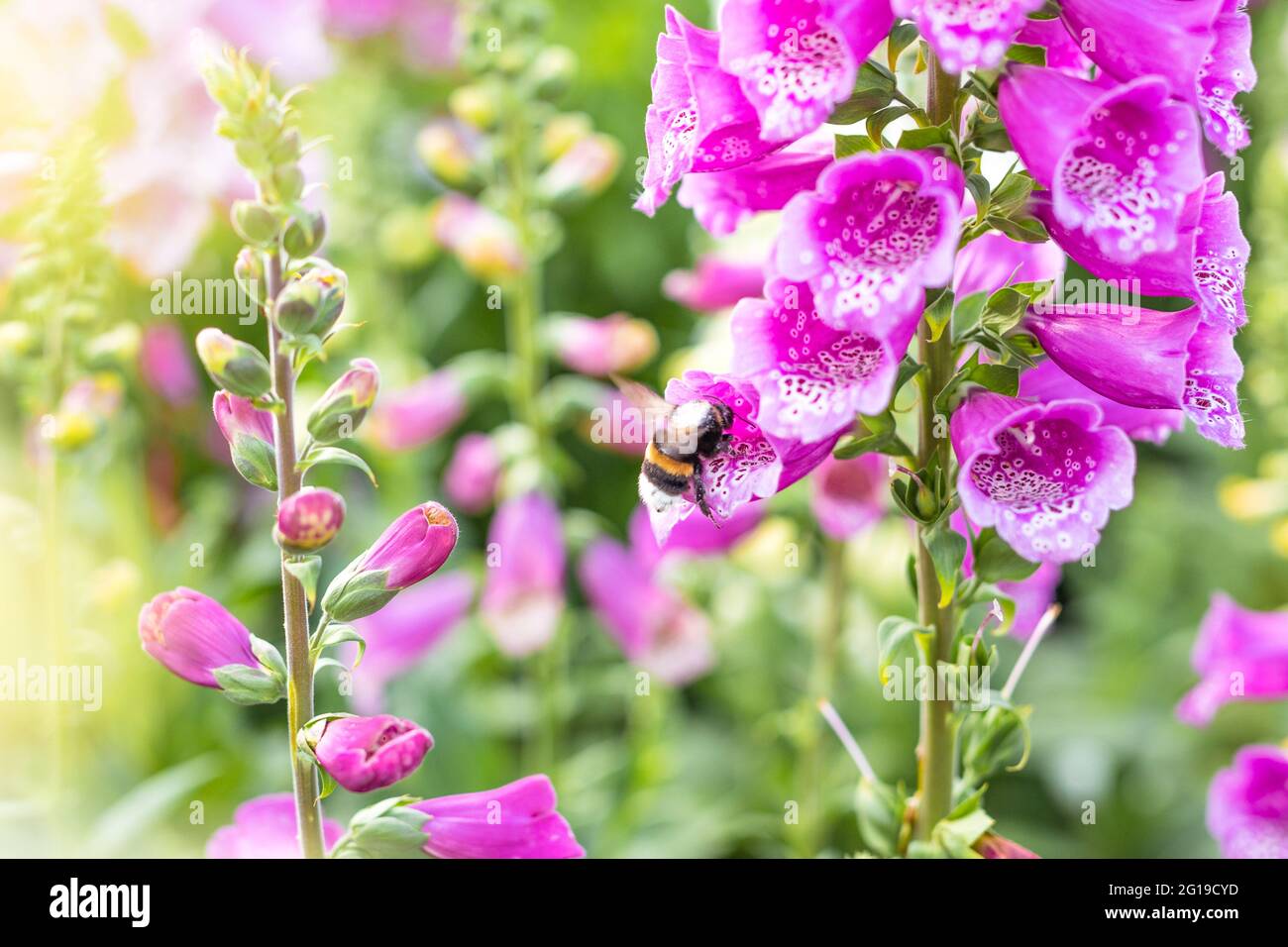 Bumblebee impollinare un delfinio di fiori perenni o larkspur utilizzando il suo metodo unico buzz impollinazione Foto Stock