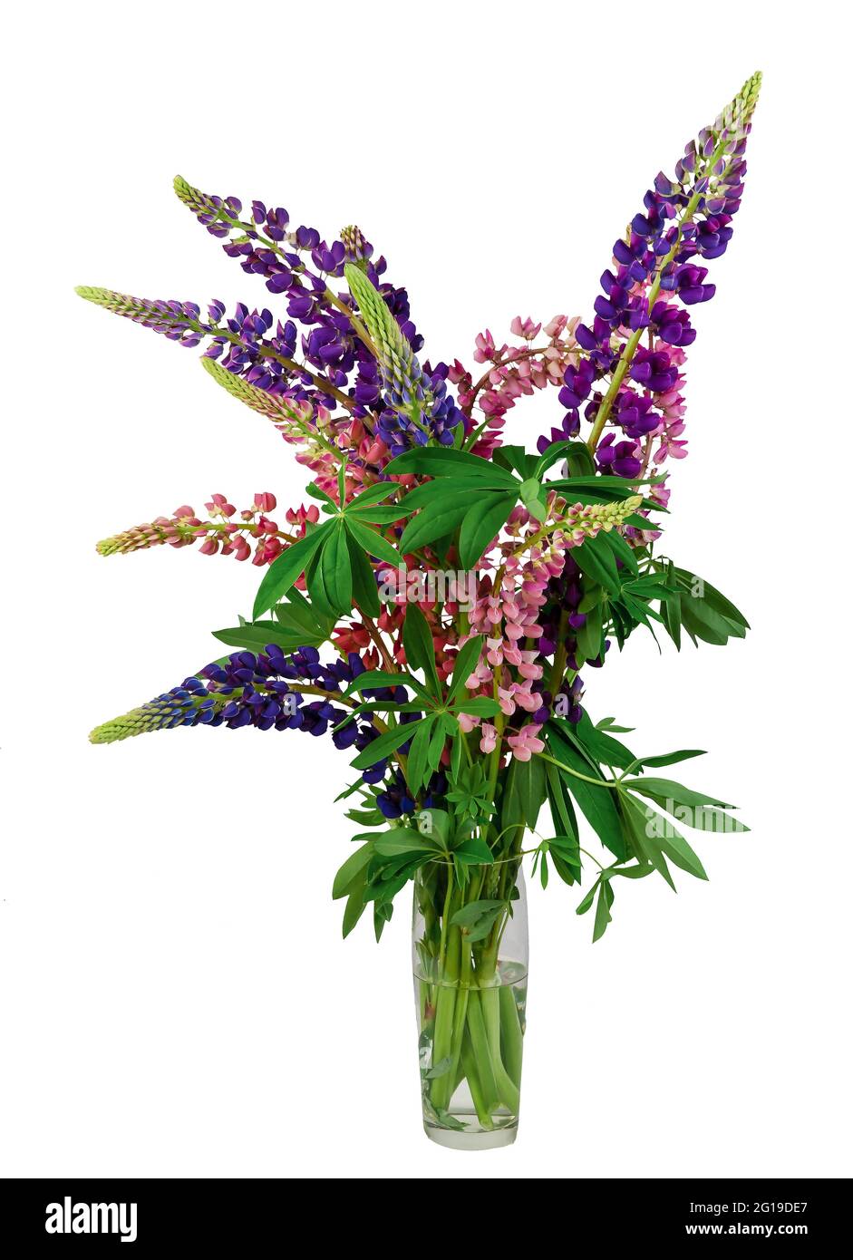 Bouquet di lupini isolato su sfondo bianco. Fiori di lupino rosa e viola in vaso. Fiori selvatici estivi. Lupini di colori diversi. Foto Stock