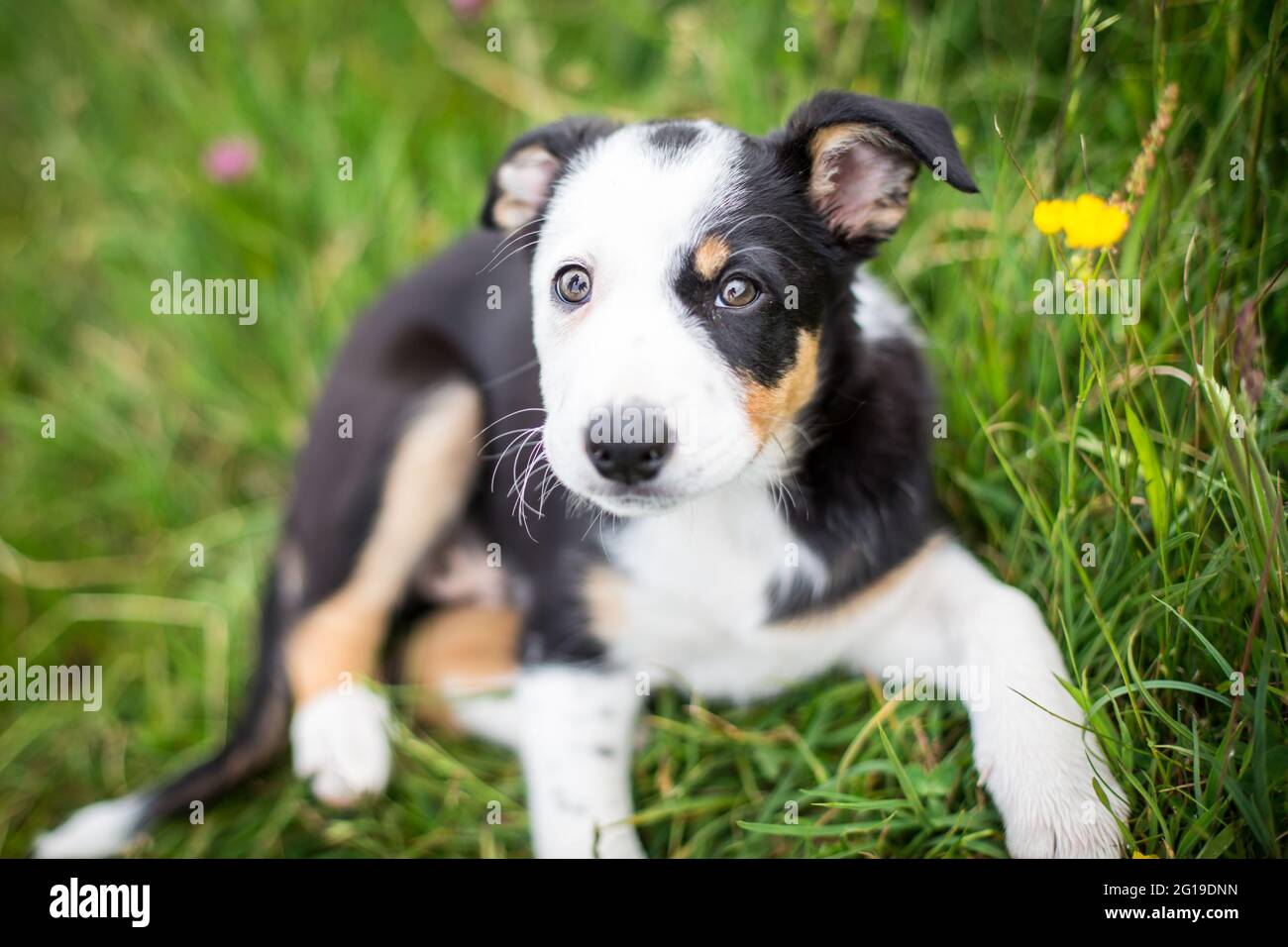 Border Collie cucciolo nel prato di fiori Foto Stock