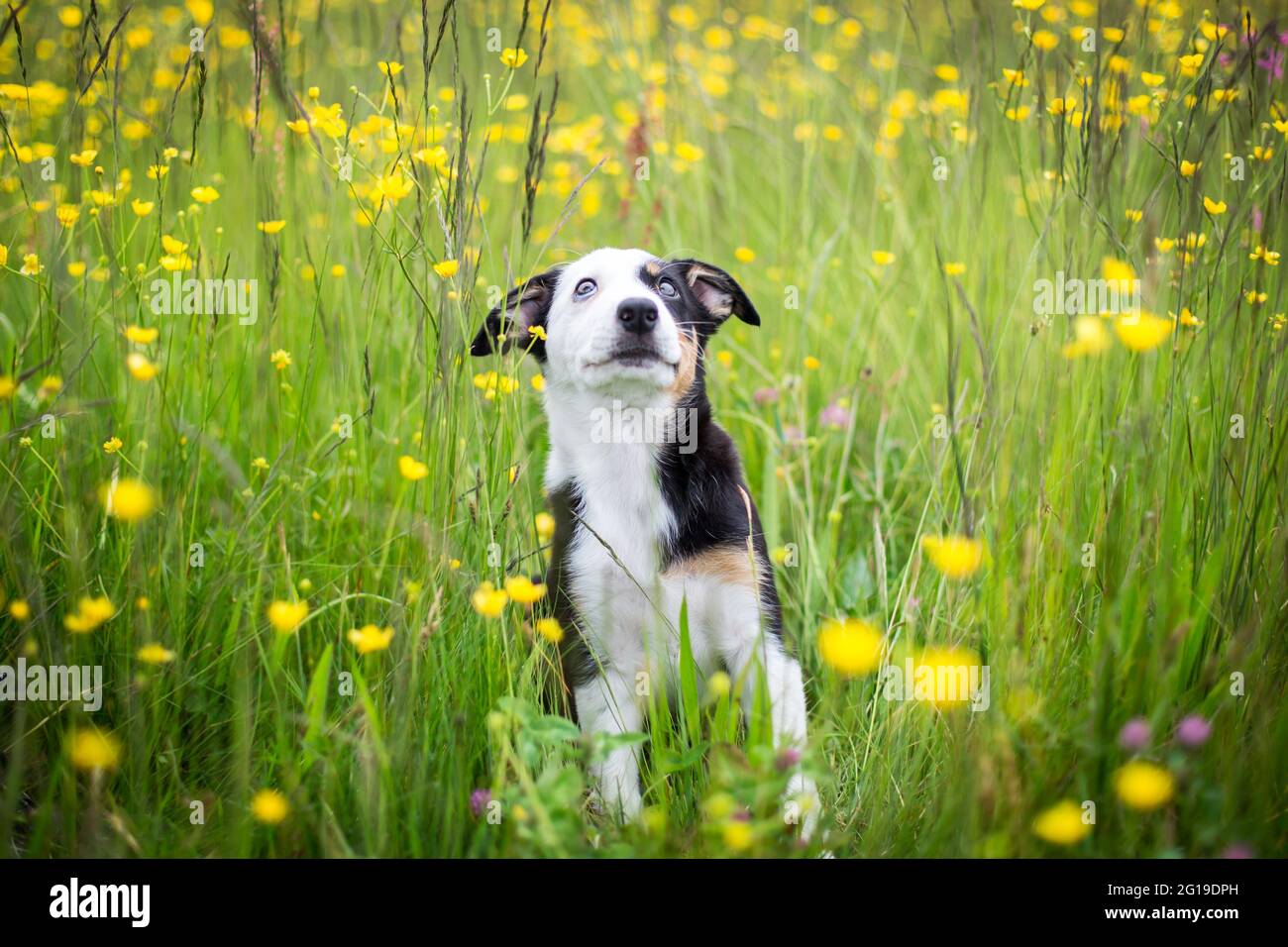 Border Collie cucciolo nel prato di fiori Foto Stock