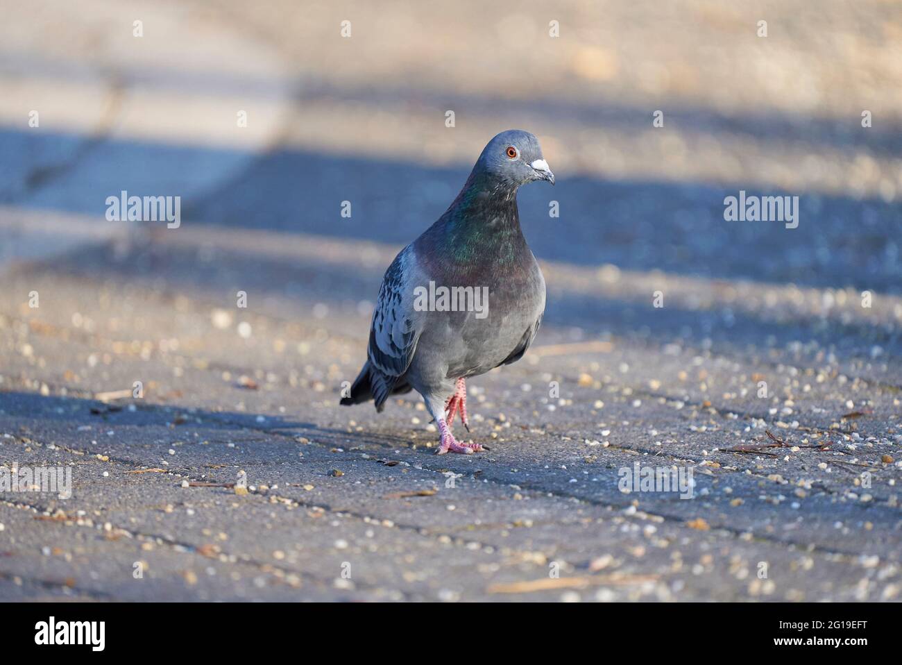 Piccioni domestici, Columba livia domestica Foto Stock